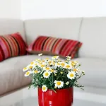 Appartement Divia